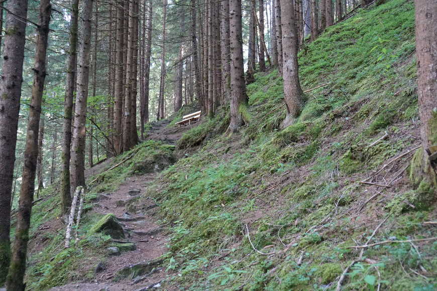 Weg durch den Wald zur Alpenrose Fellenberg
