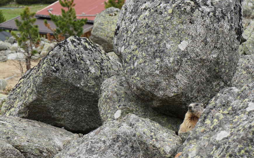 Murmeltier auf Felsen hinter der Waxeggalm