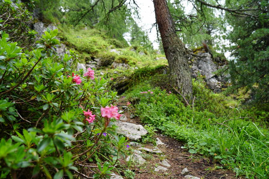 Alpenrosen Wanderung GIpfel Roller 