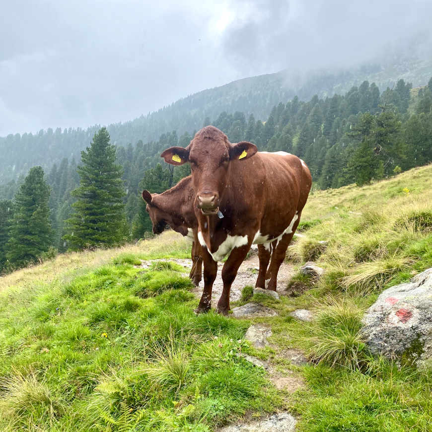 Kuh auf dem Weg von Trisslalm zur Gletscherblickalm Durlaßboden Wildgerlostal Hochkrimml