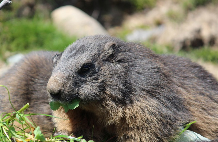 Zillertaler Murmeltiere im Murmeltierland: Wer sie aus der Nähe sehen möchte, kann das hier jederzeit tun
