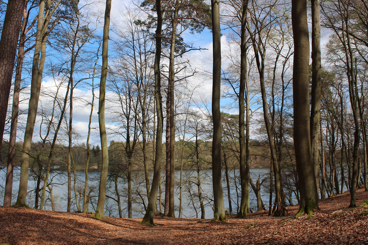 Einer der schönsten Seen im Norden Berlins: Der Liepnitzsee liegt mitten im Wald und lohnt sich auch für Wanderer