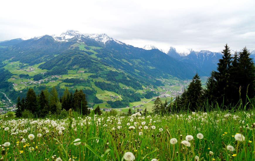 Ausblick von der Zillertaler Höhenstraße: im Vordergrund eine Blumenwiese, im Hintergrund die Bergkette 