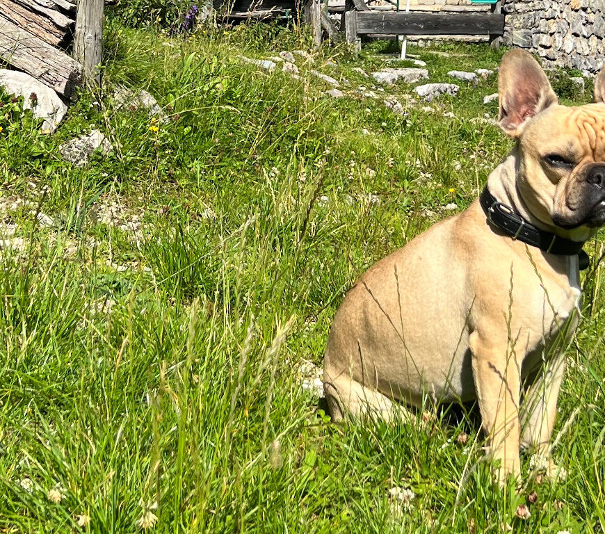 Hund auf einer Wiese in Tirol