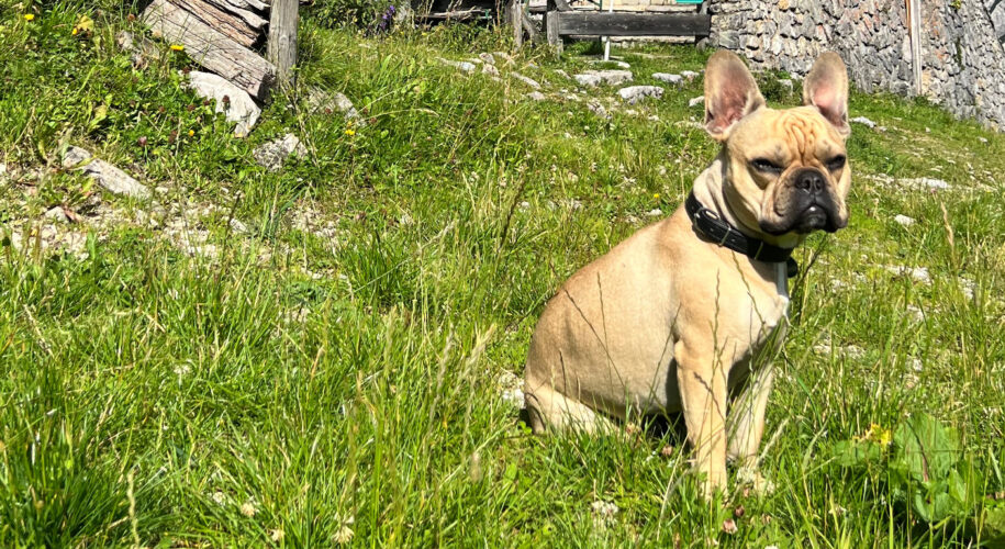 Hund auf einer Wiese in Tirol