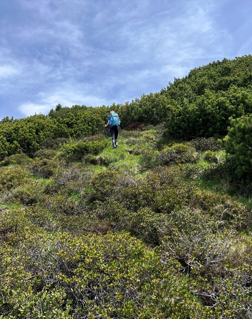 Wanderin mit dem Rücken zur Kamera, die entlang von Büschen weglos einen Berg hochgeht - den Freikopf