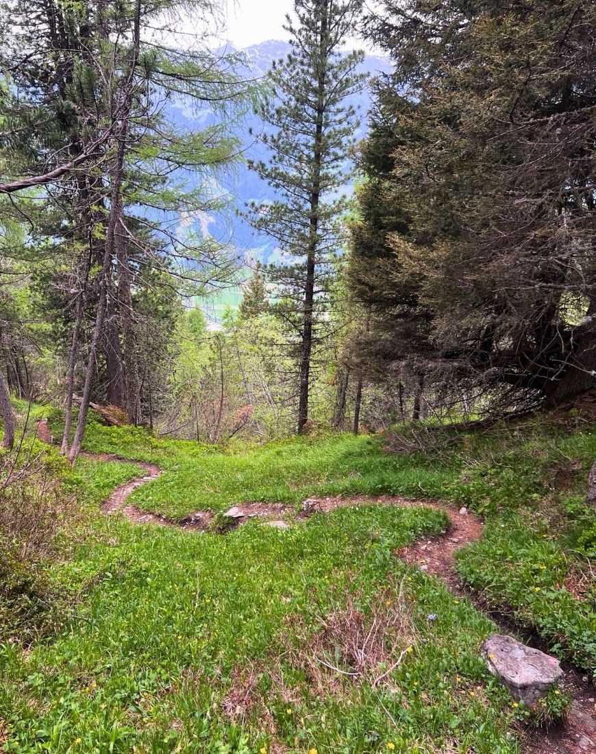 Schmaler Wanderweg im Wald von der Gerlossteinwand zur alten Kotahornalm